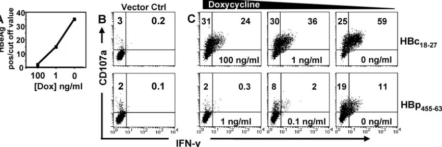 FIG. 5. Increased MHC-I expression does not shift the balance inT-cell activation. (A) Phenotype of HepG2 cells with or without 100