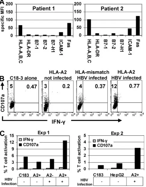 FIG. 7. HBc18-27 T-cell recognition of naturally infected hepato-cytes. (A) Phenotypes of chronically HBV infected hepatocytes from