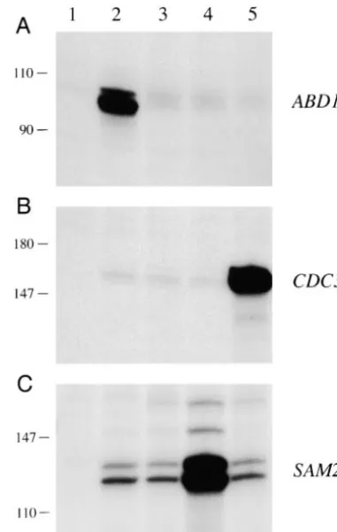 Figure 8.—Dosage suppression ofdriven by thevector or 2thase and Cdc34p is independent of thewas adjusted to 0.1