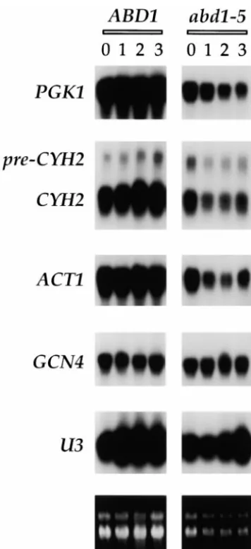 Figure 4.—Effect ofandshifted to 37prior to shift (time zero) and at 1, 2, and 3 hr after shift to37agarose gel was stained with ethidium bromide (bottom) priorto transfer of the RNA to a membrane