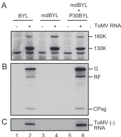 FIG. 1. ToMV (�in the BYL translation-replication system. ToMV RNA (1)RNA synthesis is dependent upon membranesg)-trans-