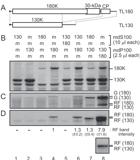 FIG. 5. In vitro replication of TL130 and TL180 RNAs. (A) Sche-matic representation of TL180 and TL130 RNAs
