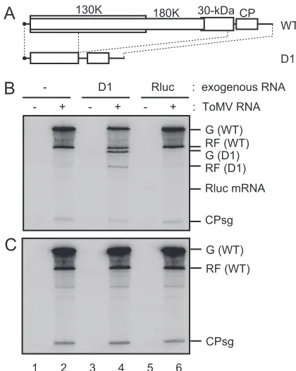 FIG. 6. The ability of PMTC to support the replication of exog-enously added defective ToMV RNA