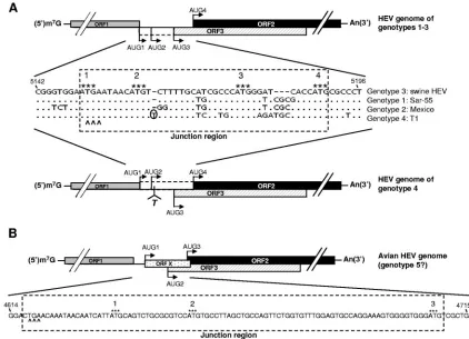 FIG. 1. Schematic diagram of the predicted genomic organization and nucleotide sequence alignment of the noncoding junction region betweenORF1 and ORF2 of HEV