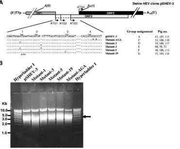 FIG. 2. Construction of HEV mutants derived from the wild-type genotype 3 swine HEV consensus cDNA clone pSHEV-3