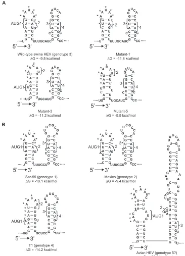 FIG. 4. A conserved double stem-loop RNA secondary structure is predicted by the mfold program in the junction region between ORF1 andORF2 of HEV