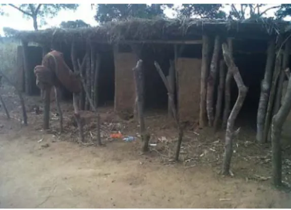 Figure 6.2: Goats and chickens roaming  around one of the beneficiaries’ compounds 
