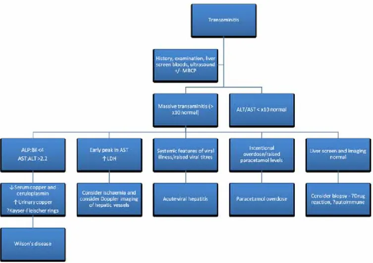 Fig 3. Diagnostic algorithm for massive transaminitis