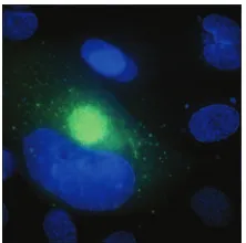 FIG. 1. Immunoﬂuorescence micrograph showing HCMV-infectedAECs. AECs were infected with HCMV