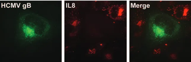 FIG. 2. HCMV inhibits IL-1 and tumor necrosis factor alpha (TNF-�At day 3 postinfection, cells were treated with proinﬂammatory cytokines (in this case, IL-1proinﬂammatory signaling pathways was then determined by an immunoﬂuorescence analysis of the IL-1A