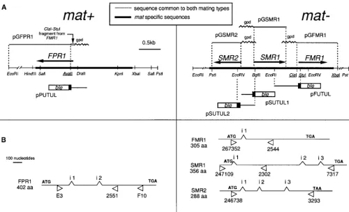 Figure 1.—Functional structure of theIposition and orientation of coding sequences. Theand the name of the relevant plasmids are shown below and above the map, respectively
