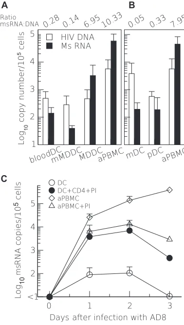 FIG. 5. Low levels of msRNA in infected DCs is increased duringcognate interactions with CD4 T cells