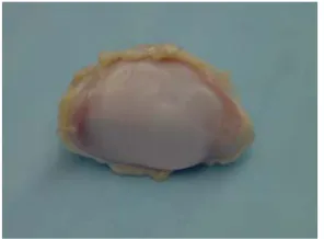 Figure 2.  A Porcine Patella (showing  a healthy articular cartilage surface).  