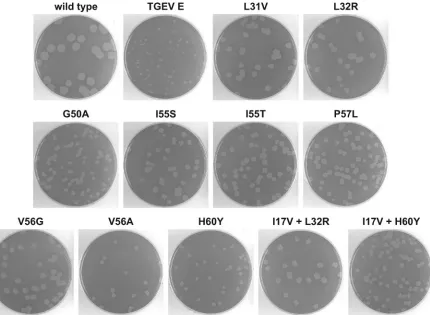 FIG. 7. Plaques of a reconstructed subset of 11 gain-of-function mutations, representing 20 of the TE mutants, compared with plaques of thewild type and the original TGEV E substitution mutant