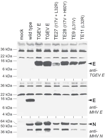 FIG. 8. Western blots of lysates from 17Cl1 cells that were mockinfected or were infected with wild-type MHV (Alb240), two indepen-