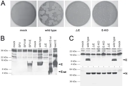 FIG. 2. Phenotype of the E-KO mutant. (A) Plaques of the E-KO mutant (Alb517) compared with those of the �an isogenic wild-type control (Alb240) (30) that was reconstructed with pMH54 donor RNA