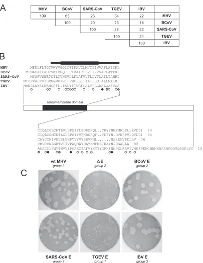 FIG. 3. Replacement of the MHV E protein with heterologous coronavirus E proteins. (A) Percent amino acid identities for pairwise alignmentsbetween representative members of all three coronavirus groups