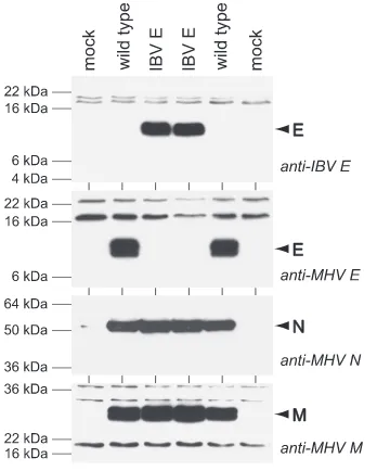 FIG. 4. Western blots of lysates from 17Cl1 cells that were mockinfected or were infected with wild-type MHV (Alb240) or with two