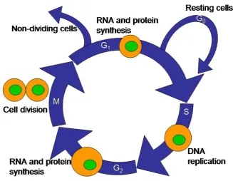 Figure 1.1.  Drawing of eukaryotic cell cycle. 