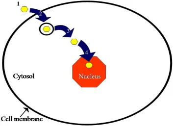 Figure 1.2.  General intracellular delivery vehicle considerations.  The four major considerations enumerated here are detailed in the text