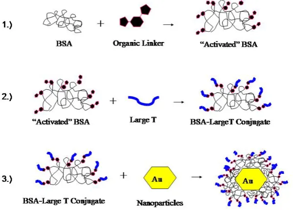Figure 2.1. Cartoon representing the general construction scheme of large T/BSA-nanoparticle complexes