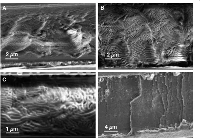 Figure 2-28. SEM image of the thickness of a cross-section of F (Mn = 2.94 × 106 g/mol) prepared by A) controlled evaporation from DCM, B) controlled evaporation from THF before heating, and C) after heating as well as D) prepared by thermal compression