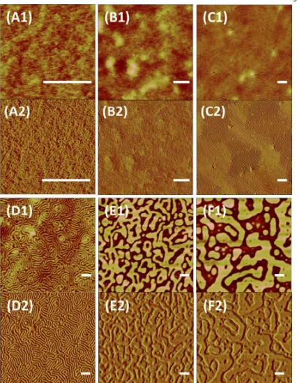 Figure 3-7. SFM height (A1-F1) and phase (A2-F2) images of solvent annealed thin films of [g-S2.4]19-b-[g-LA2.4]25, [g-S2.4]35-b-[g-LA2.4]43, [g-S2.4]51-b-[g-LA2.4]67, [g-S2.4]98-b-[g-LA2.4]124, [g-S2.4]189-b-[g-LA2.4]233, and [g-S2.4]259-b-[g-LA2.4]381, r