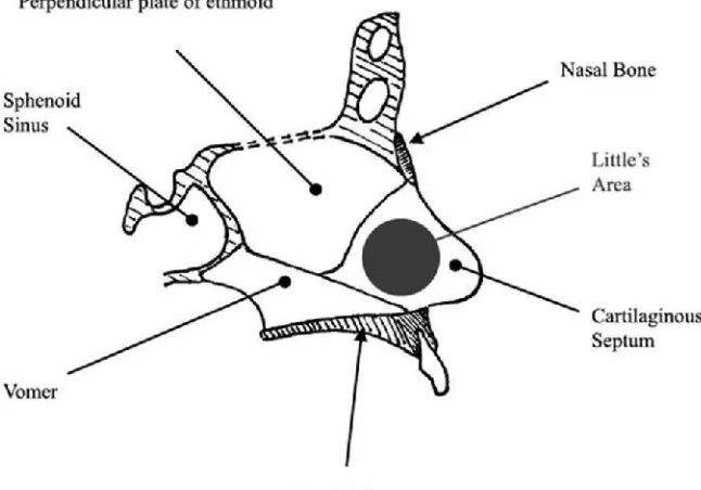 Figure 1: showing medial wall of the nasal cavity (nasal septum). 