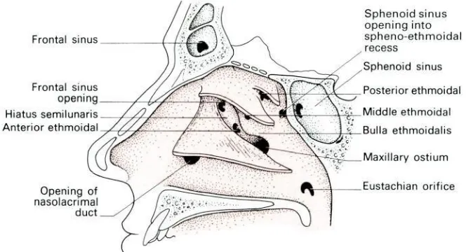 Figure 2: Lateral wall of the nose. 