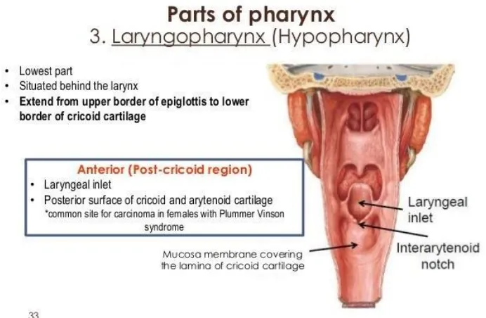 Figure 8: Laryngopharynx 