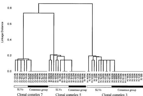 Figure 1.—Dendrogram showing the relatedness of isolates within three of the clonal complexes