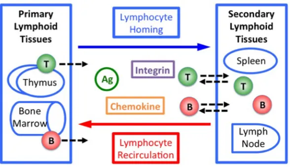Fig. 1.1  Lymphocyte homing and recirculation. T and B lymphocytes shown include all subtypes