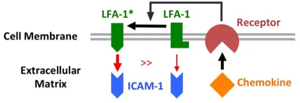 Fig. 1.2  Chemokine-dependent activation of LFA-1.  
