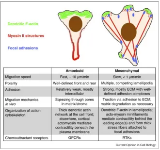 Fig. 1.3  Mesenchymal vs. amoeboid motility and chemotaxis.* The illustrations and table compare the structural and dynamic features of mesenchymal migration with those of amoeboid cells such as neutrophils and lymphocytes