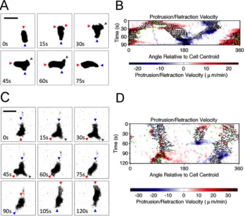 Figure 2.1  T lymphocyte migration is characterized by bifurcation of protrusions at the leading edge