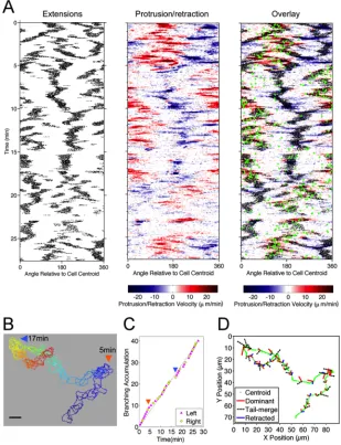 Figure 2.2  T lymphocyte migration directionality is determined by the fates of extensions formed by bifurcation of the leading edge