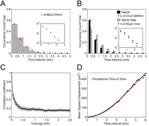Figure 2.3  Lamellipodial bifurcation is rapid compared with cell movement.  a) Normalized waiting-time distribution (WTD) for pairs of consecutive bifurcation events (n = 488)