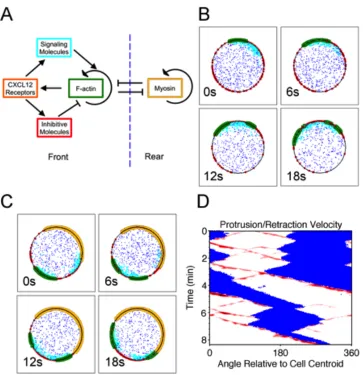 Figure 3.1  A computational model can explain lamellipodial bifurcation and T-cell migration states