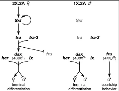 Figure 1.3. Genetic network regulating sexual differentiation.  The genes forming involved in RNA processing and act at the post-transcription level