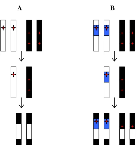 Figure 2.1: Model for the persistence of hybrid sterility when an inversion is present