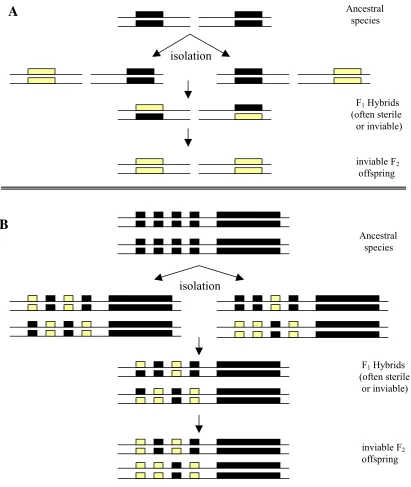 Figure 2.2:functional genes or regulatory regions, open boxes are nonfunctional. (A) Two genes on 