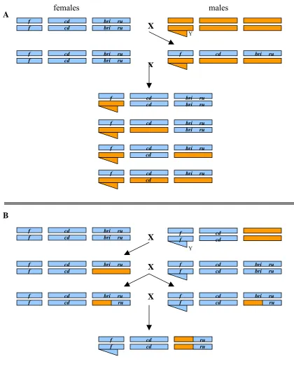 Figure 2.3: The creation of chromosomal introgression lines.  The three major chromosomes (are represented by different colors