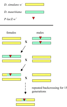 Figure 2.4: The introgression of a P-element marked segment of D. mauritiana into a D