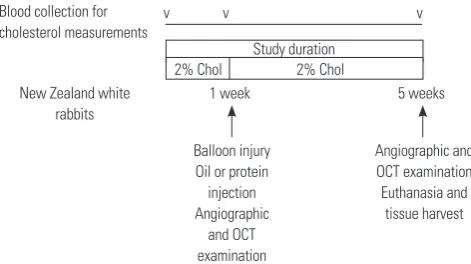 Fig. 1. Experimental protocol. Schematic view of study timeline. Upon ar-rival to the animal facility, rabbits were started on a daily high cholesterol diet for 5 weeks