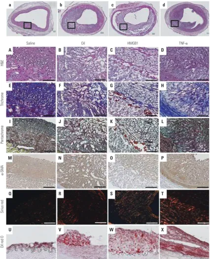 Fig. 2. Morphologic changes of rabbit iliac artery analysis. Tissue staining of induced atherosclerosis iliac artery plaques in four groups of rabbits