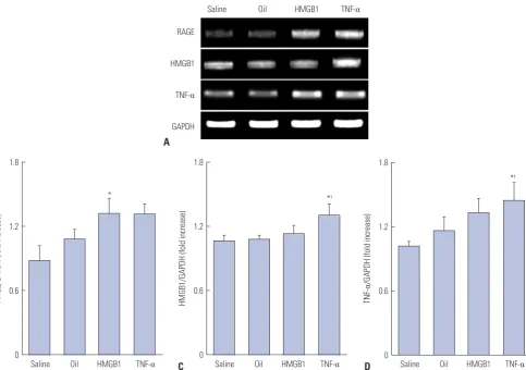 Fig. 4. The relative mRNA levels in induced atherosclerosis of rabbit iliac artery. Reverse transcription (RT)-PCR analysis of RAGE, HMGB1, and TNF-α mRNA expression in iliac arteries from four groups of rabbits A