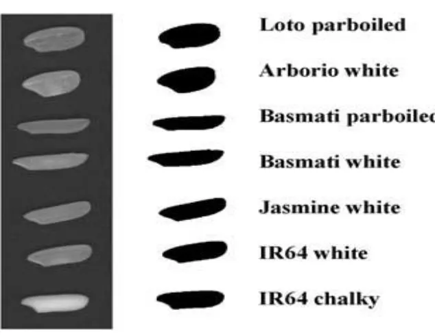 Fig. 2 Various types of rice grains 