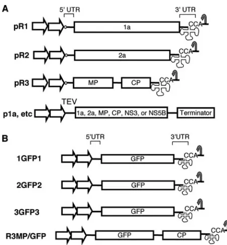 FIG. 1. Constructs used in this study. (A) Schematic representa-tions of BMV cDNA constructs in pCB301 binary vector, named pR1,