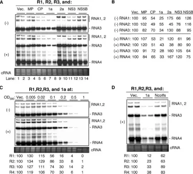 FIG. 2. Expression of the 1a protein can inhibit BMV RNA replication. (A) (�(NS3) or polymerase (NS5B)