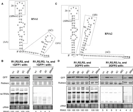FIG. 6. Subdomains in the RNA1 and RNA2 5��RNA1 5deleted in the constructs whose names are in parentheses
